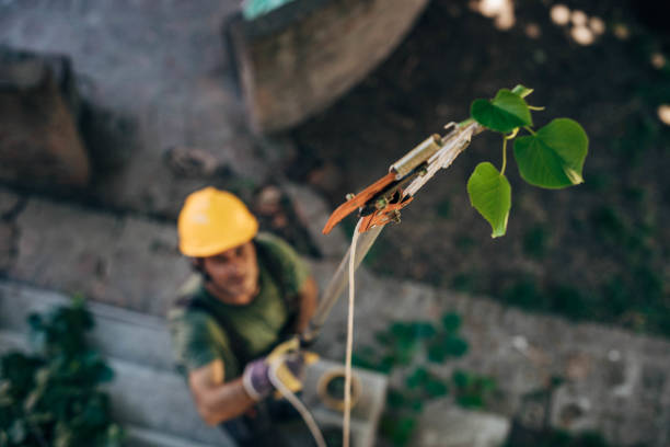 How Our Tree Care Process Works  in  Rosenberg, TX