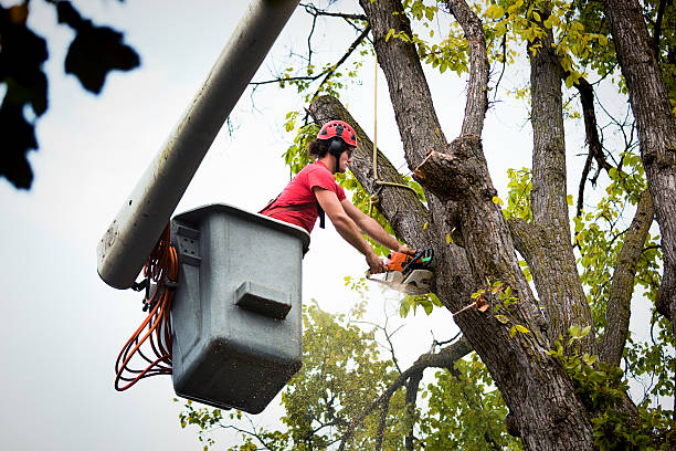 Reliable Rosenberg, TX Tree Services Solutions